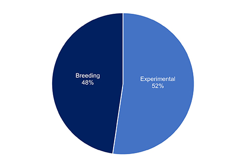 Pie chart showing 48% of scientific procedures using mice in 2022 were related to the breeding of genetically altered and 52% experimental